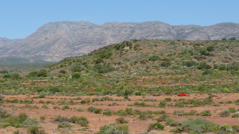 (41) Flowers in the Klein Karoo.JPG